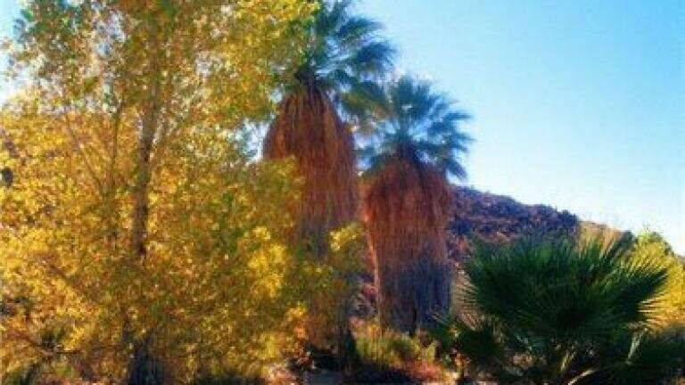 Trees help with the biofuel process