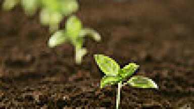 University of TX, El Paso: Understanding the Impact of Nanomaterials on our Food Supply