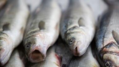 Fishing industry holds up Fukushima groundwater dumping plans