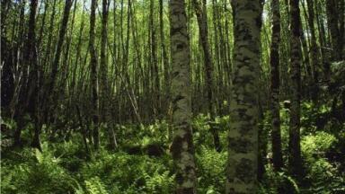 'Clean Air Act is working', claims research