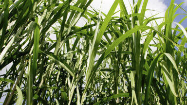 Fast & Precise Biomass Analysis Tool
