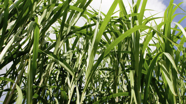 Fast & Precise Biomass Analysis Tool