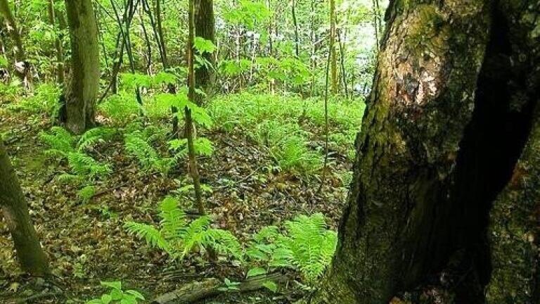 Groundwater depletion could 'damage woodlands'