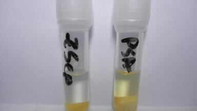 Increased Pigment Removal with Analysis of Pesticides in Oranges