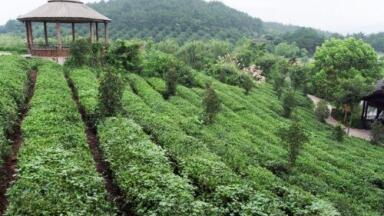 China's Soil Pollution Too Bad for Farming in Many Areas