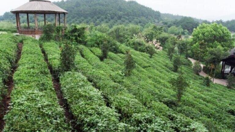 China's Soil Pollution Too Bad for Farming in Many Areas