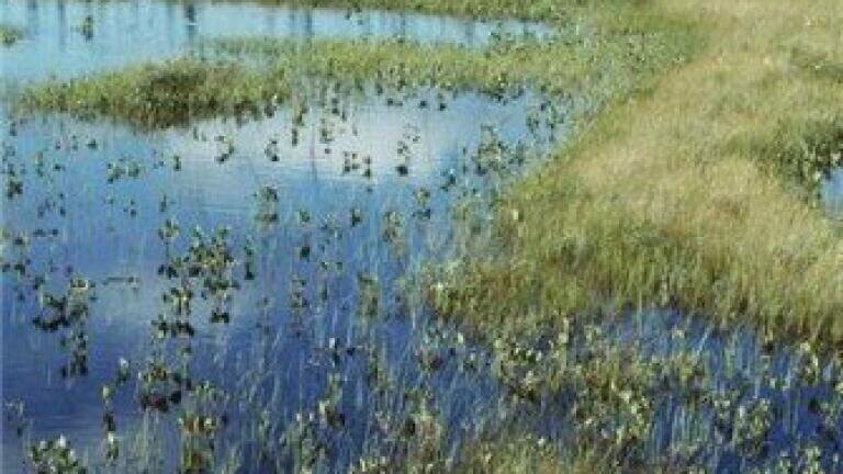 Northern Ireland approve wetland for wastewater treatment