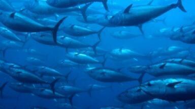 Tuna 'three times as radioactive' following Fukushima disaster