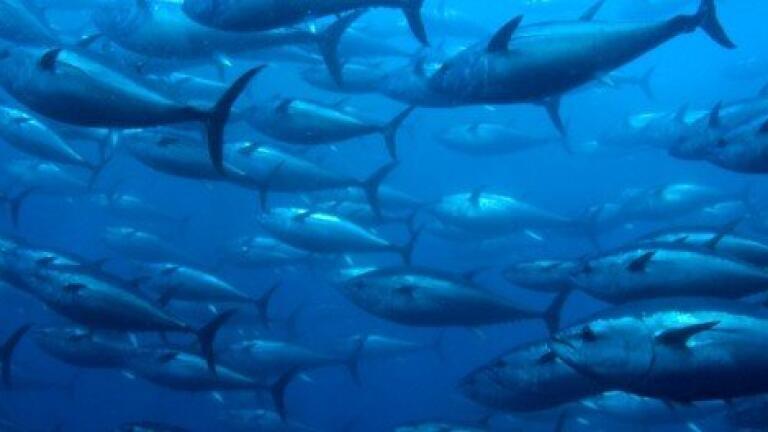 Tuna 'three times as radioactive' following Fukushima disaster