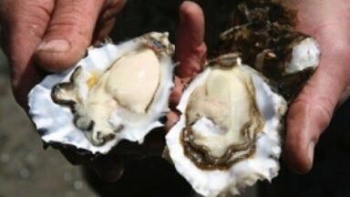 Pollution placing shellfish at risk