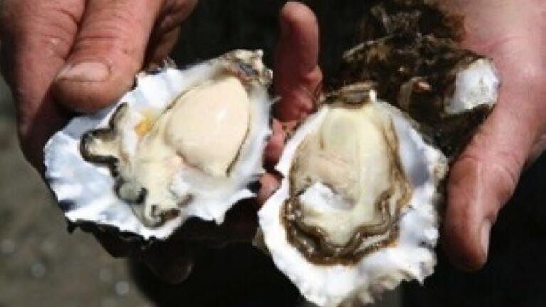 Pollution placing shellfish at risk