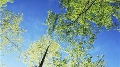 Trees used in new wastewater treatment scheme