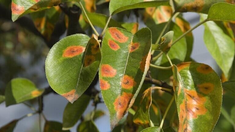Standards now Available for Sedaxane (CAS# 874967-67-6) Fungicide