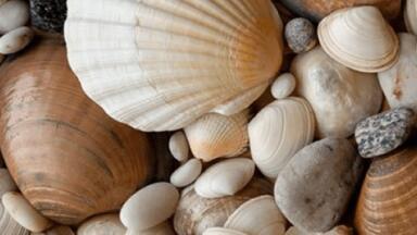 Shellfish Win Battle Against Being Feminised