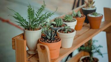 If Plants Could Talk, What Would They Tell Us About the Environment?