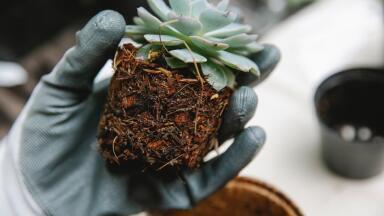 Plant Roots Mimicked to Develop Soil-Monitoring Robots