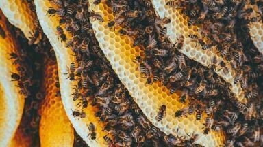 Meet the World’s Smartest Beehive?