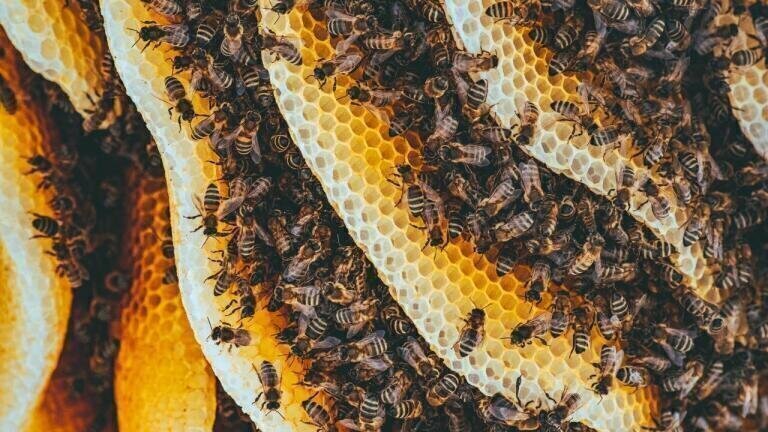Meet the World’s Smartest Beehive?