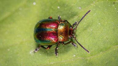 Plants, Insects and Even Your Fingernails Could Soon Be Monitoring Your Environment