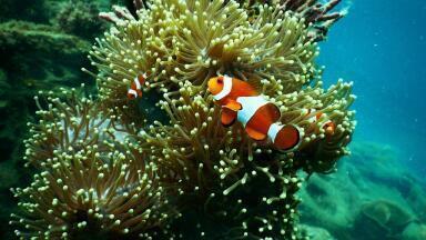 Can Coral Reefs Survive Global Warming?