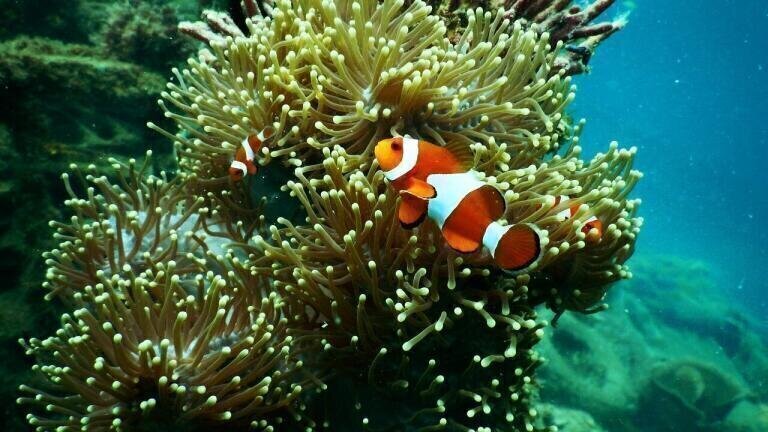 Can Coral Reefs Survive Global Warming?