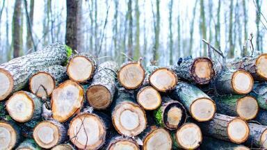 A Brief History of Sustainability