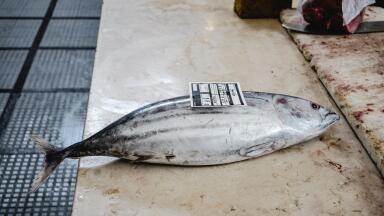 How Does Robotic Tuna Taste?