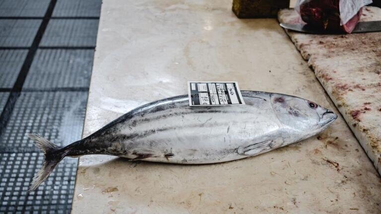 How Does Robotic Tuna Taste?