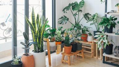 Introducing Speck. The New Home Air Quality Monitor