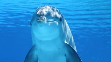 How to Monitor for Chemicals in Ocean Food with a Little Help from Dolphins!
