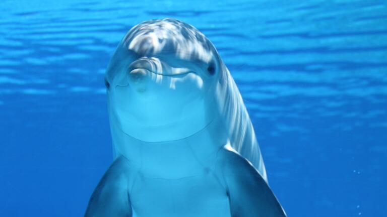 How to Monitor for Chemicals in Ocean Food with a Little Help from Dolphins!