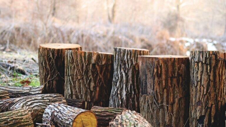 Online Payments Save One-Tenth of a Tree per Year! 