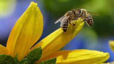 Can Bees Become Addicted to Nicotine?