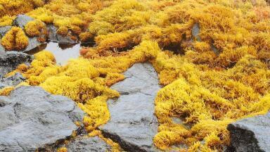 Why is NASA Launching a $3.6 Million Project to Monitor Algae? 