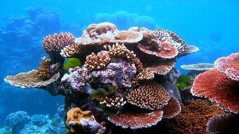 eReefs — Monitoring the Great Barrier Reef at Home