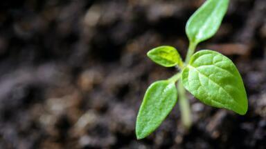 New Publications Indicate Upsurge in Environmental Optimism