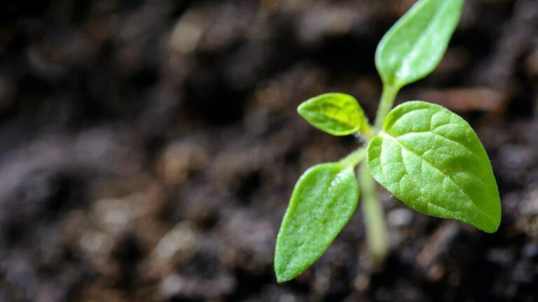 New Publications Indicate Upsurge in Environmental Optimism