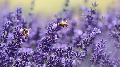 DEFRA Lifts Ban on Controversial Bee-Killing Pesticides