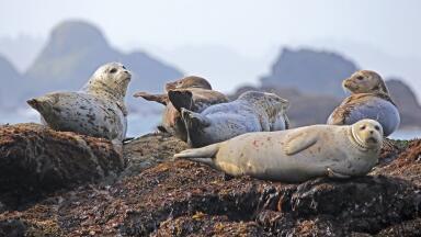 Seals Collect Arctic Data to Predict Rising Sea Levels