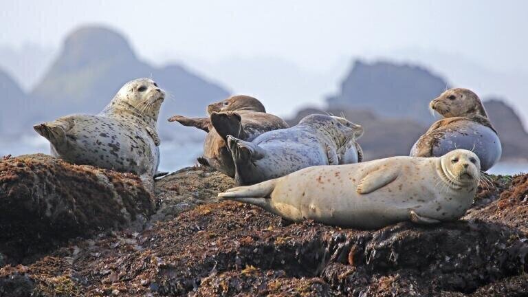 Seals Collect Arctic Data to Predict Rising Sea Levels