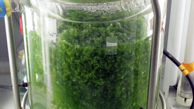 New Passive Air Sampler Employs World's First Cloned Moss