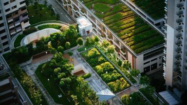How Do Green Roofs Help the Environment?