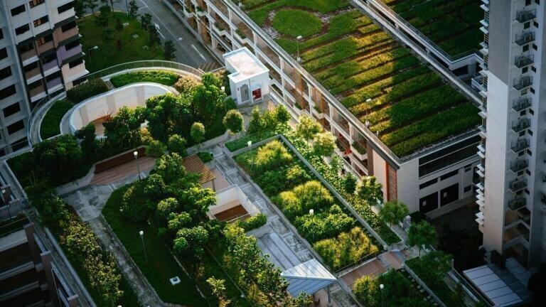 How Do Green Roofs Help the Environment?