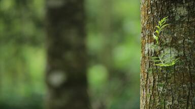 5,000-Year-Old Scottish Tree Undergoes Remarkable Sex Change