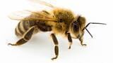 Neonicotinoids