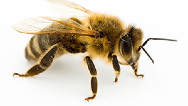 Neonicotinoids