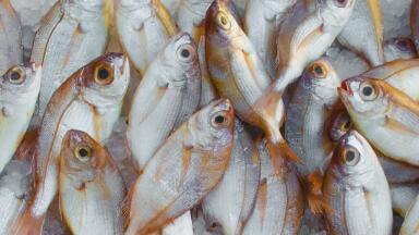 Illegal Blast Fishing Could Be Stopped Thanks to Breakthrough Technology