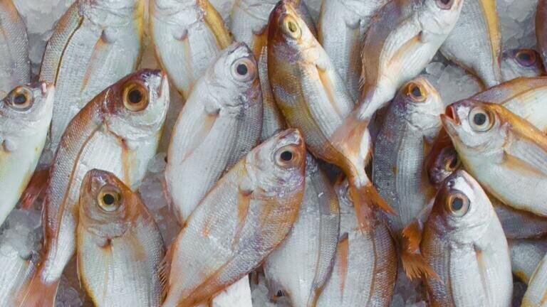 Illegal Blast Fishing Could Be Stopped Thanks to Breakthrough Technology