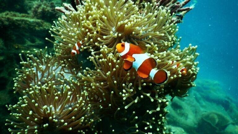 NASA Aims to Provide Better Overview of Coral Reef Health than Ever Before