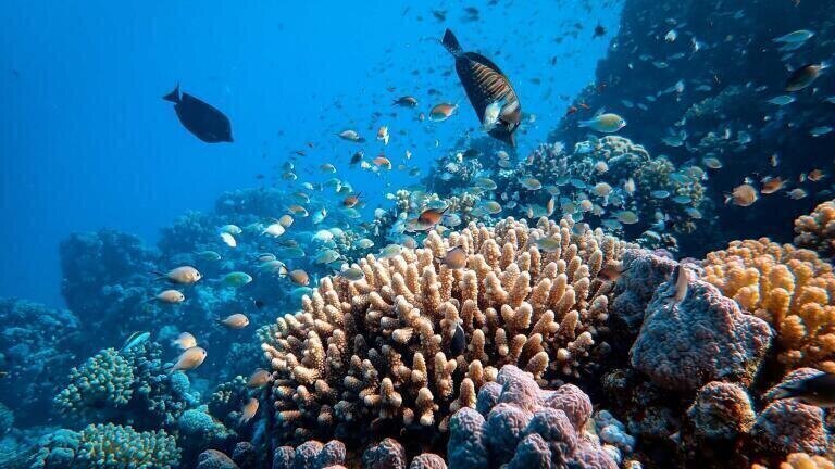 Queensland to Enforce Great Barrier Reef Protection Methods with Cane Farmers